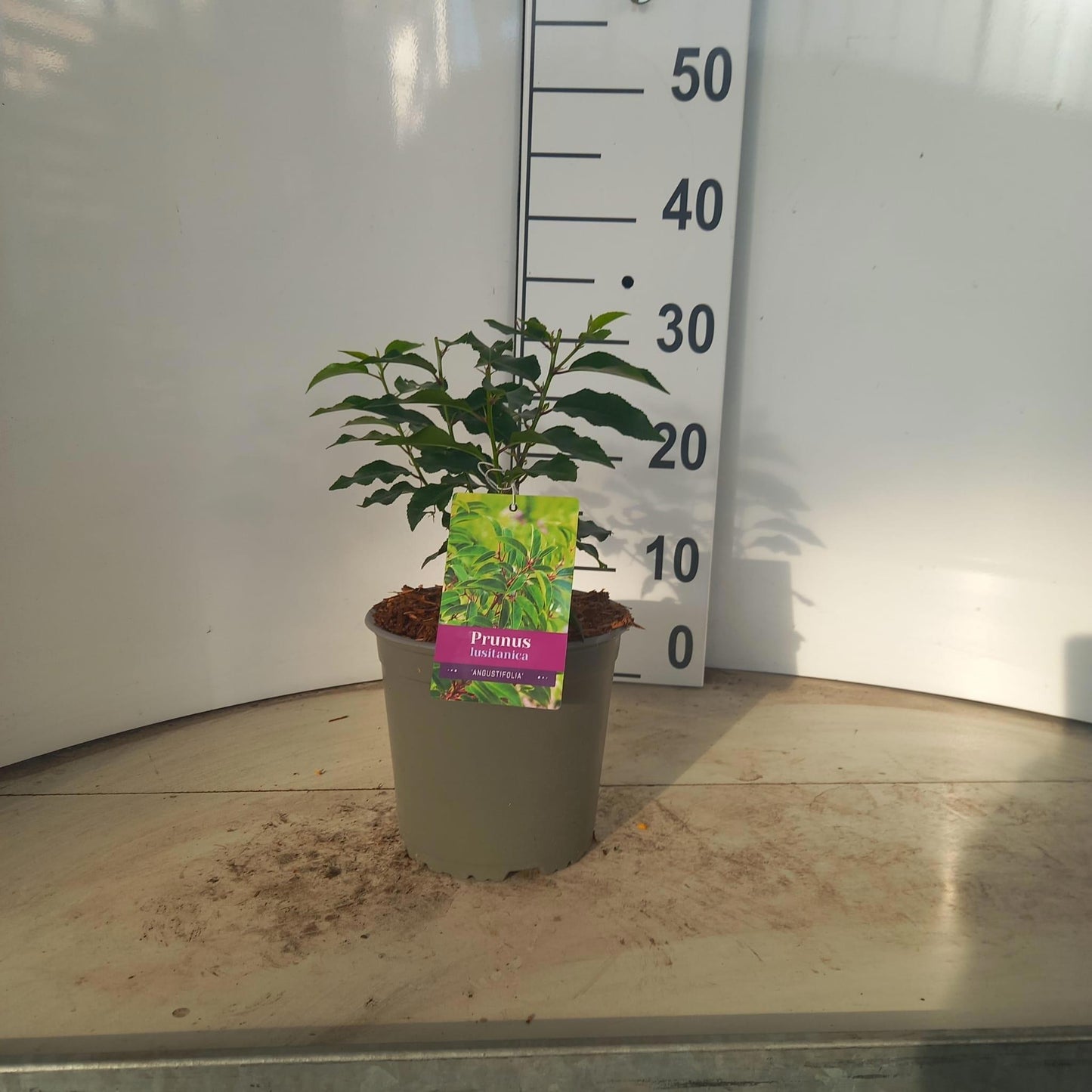 Prunus lusitanica Angustifolia 35cm 17cm Pot