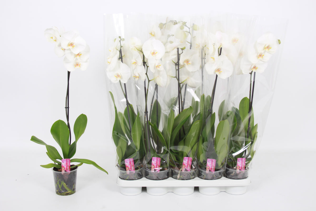 Phalaenopsis white 60cm 12cm Pot