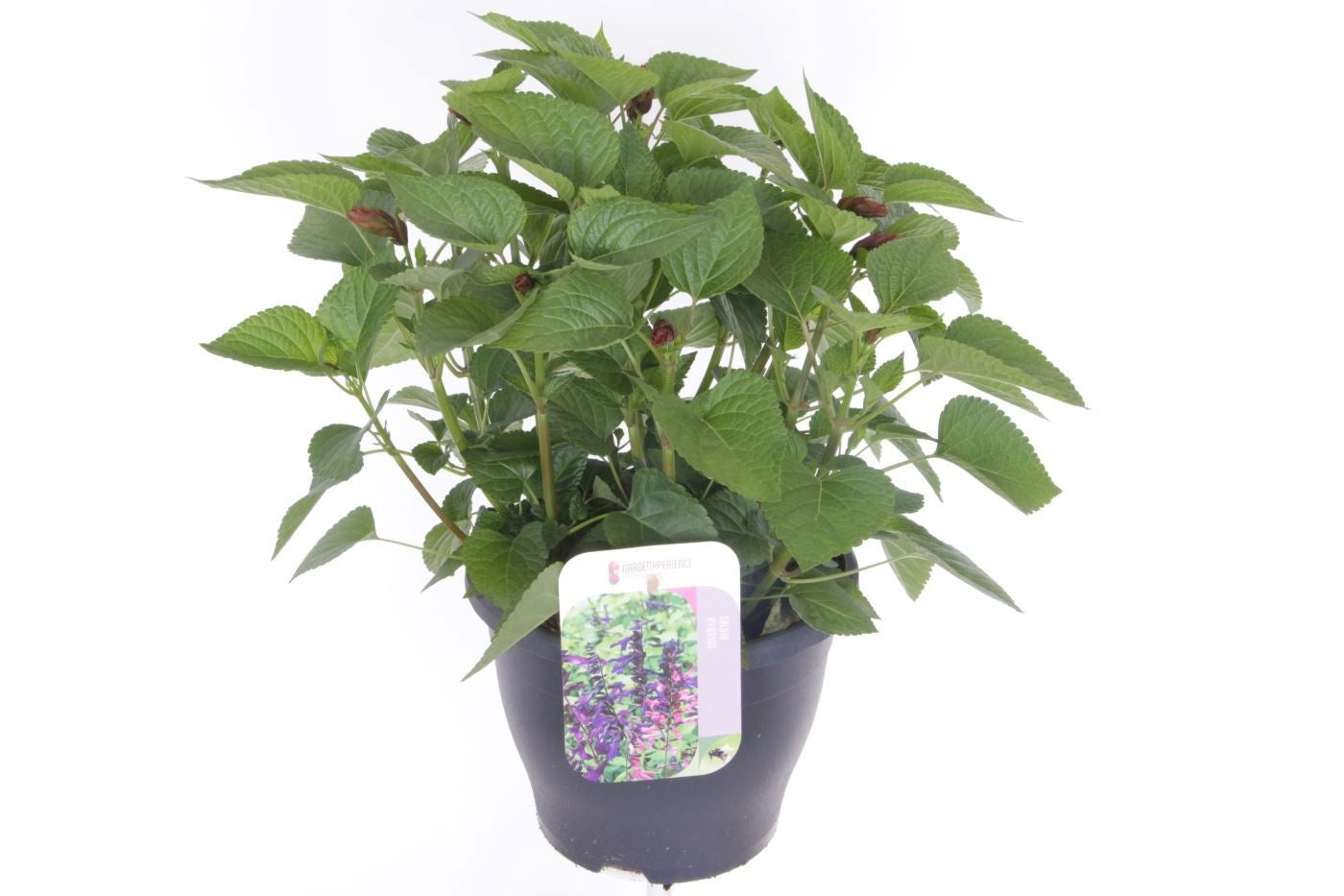 Salvia officinalis 45cm 23cm Pot