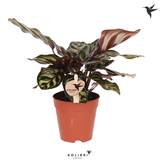 Calathea makoyana 23cm 9cm Pot