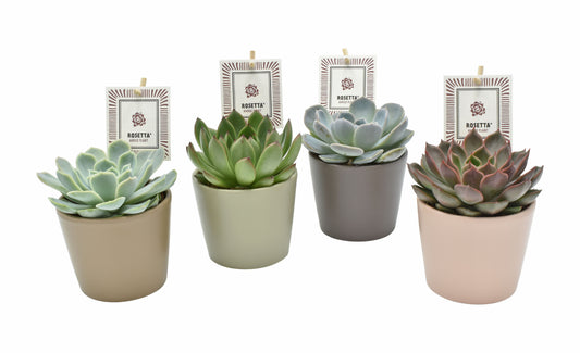 Amigo Plant VOF Succulenten mix (+ drp.magnetic) Pack of 9