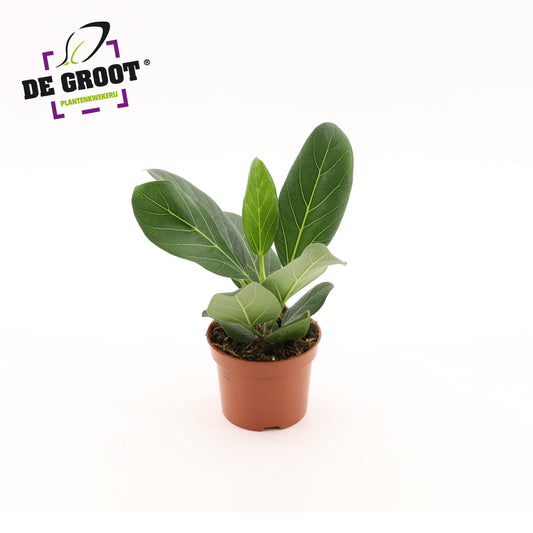 Ficus benghalensis 25cm 12cm Pot