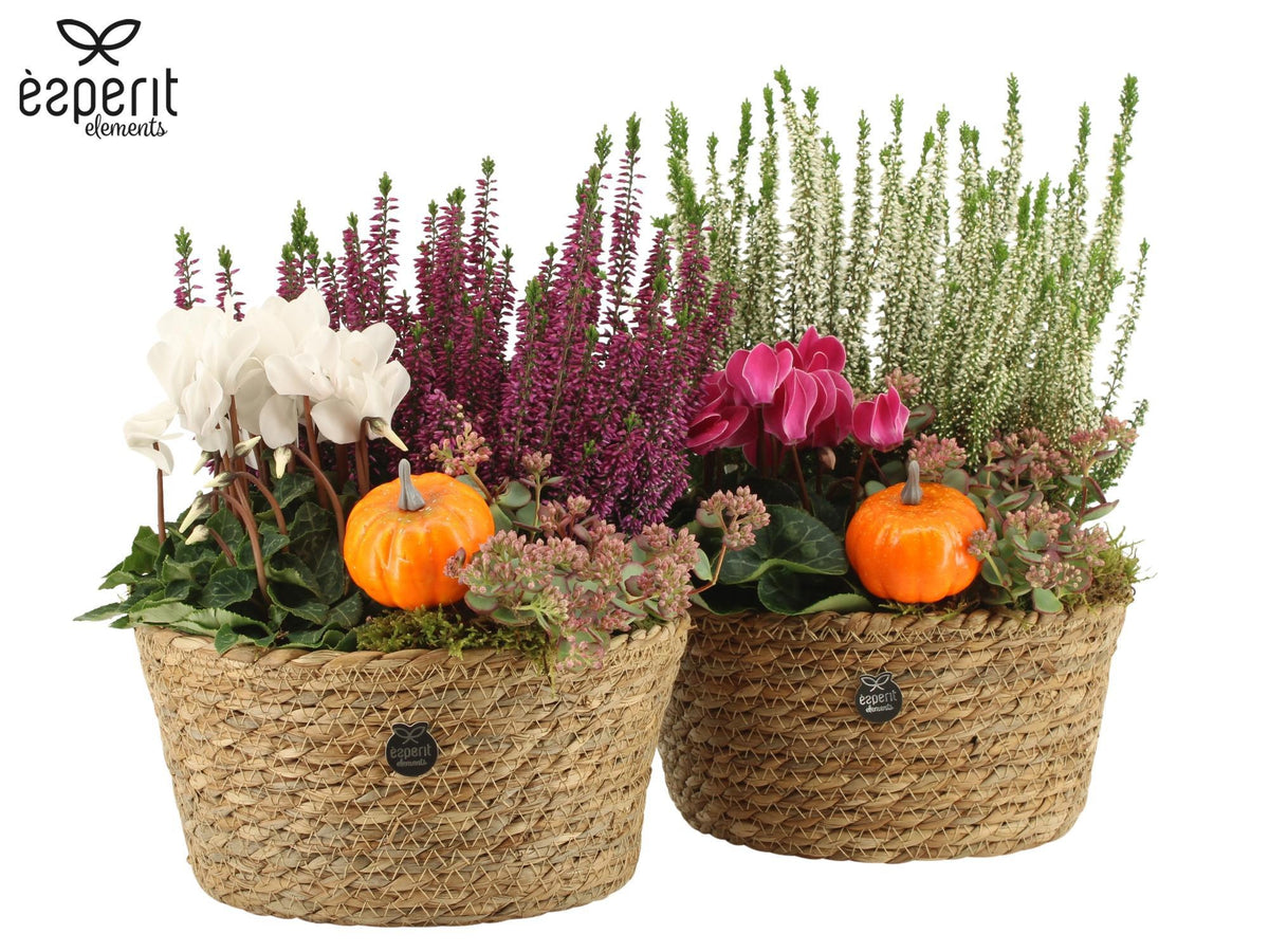 Outdoor arrangement 32cm 22cm Pot