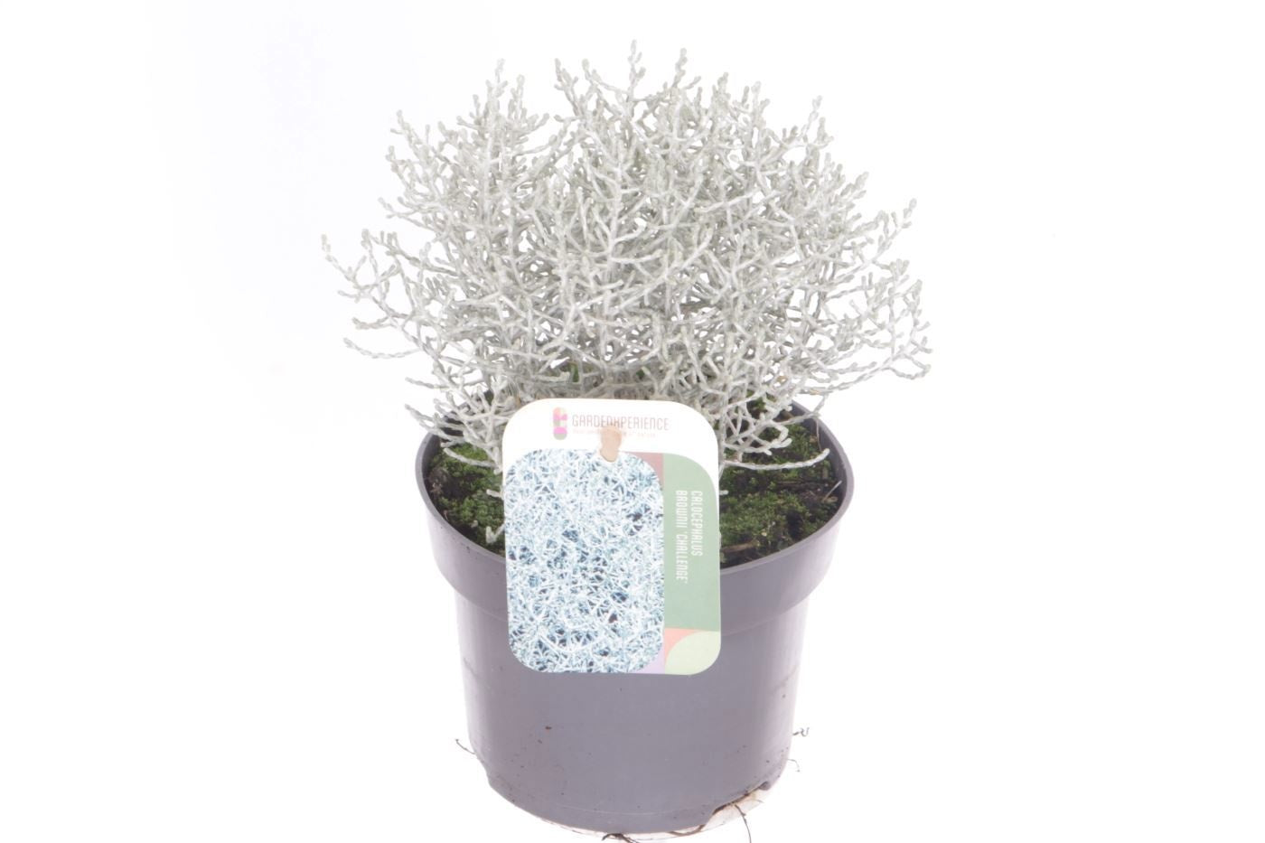 Calocephalus brownii Challenge 20cm 13cm Pot