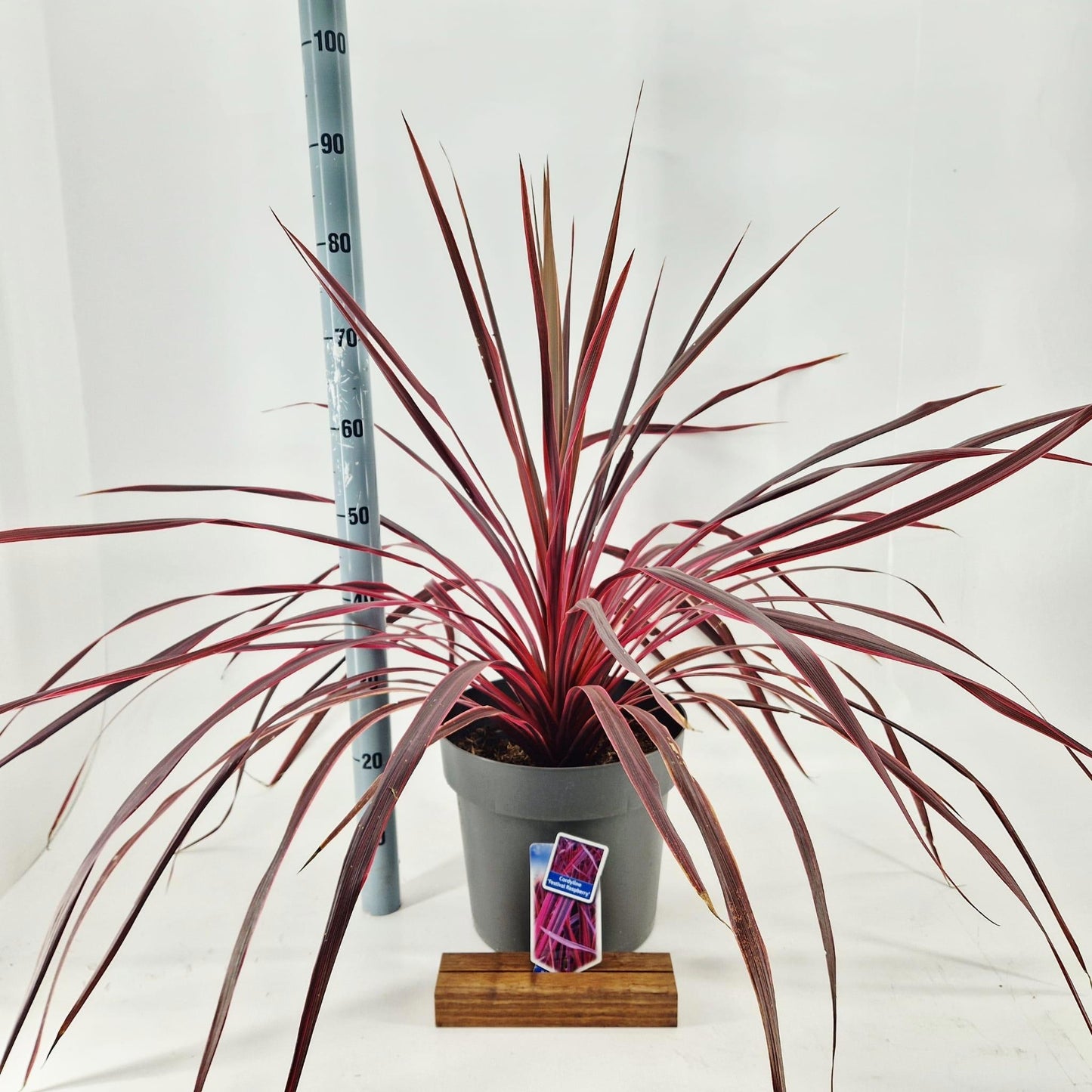 Cordyline 90cm 32cm Pot