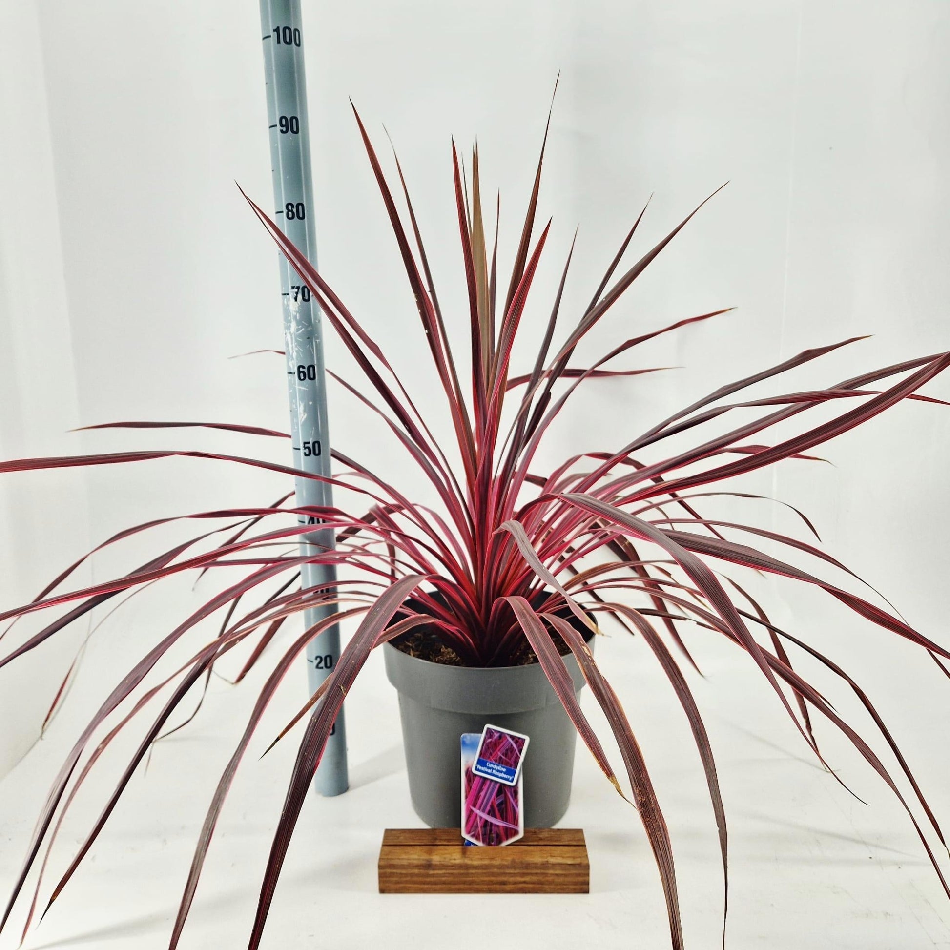 Cordyline 90cm 32cm Pot