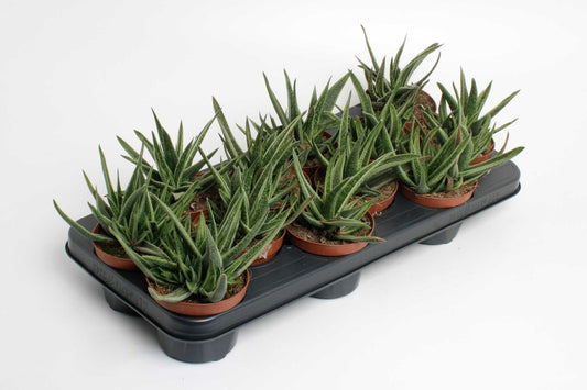 Gasteria 20cm 10.5cm Pot