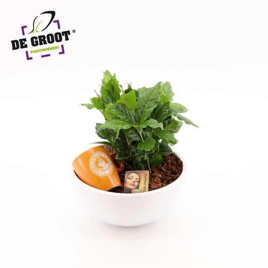 Coffea in schaal 30cm 26cm Pot