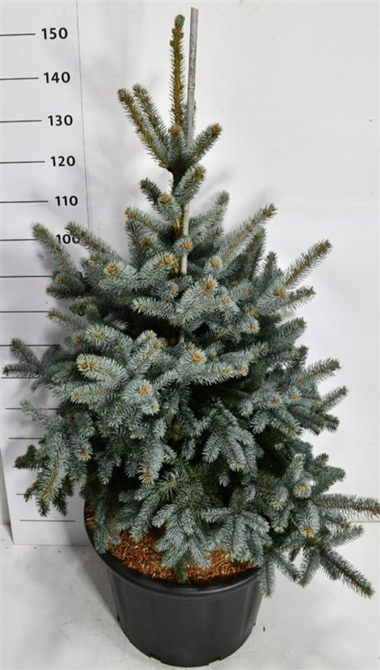 Picea pungens 160cm 58cm Pot