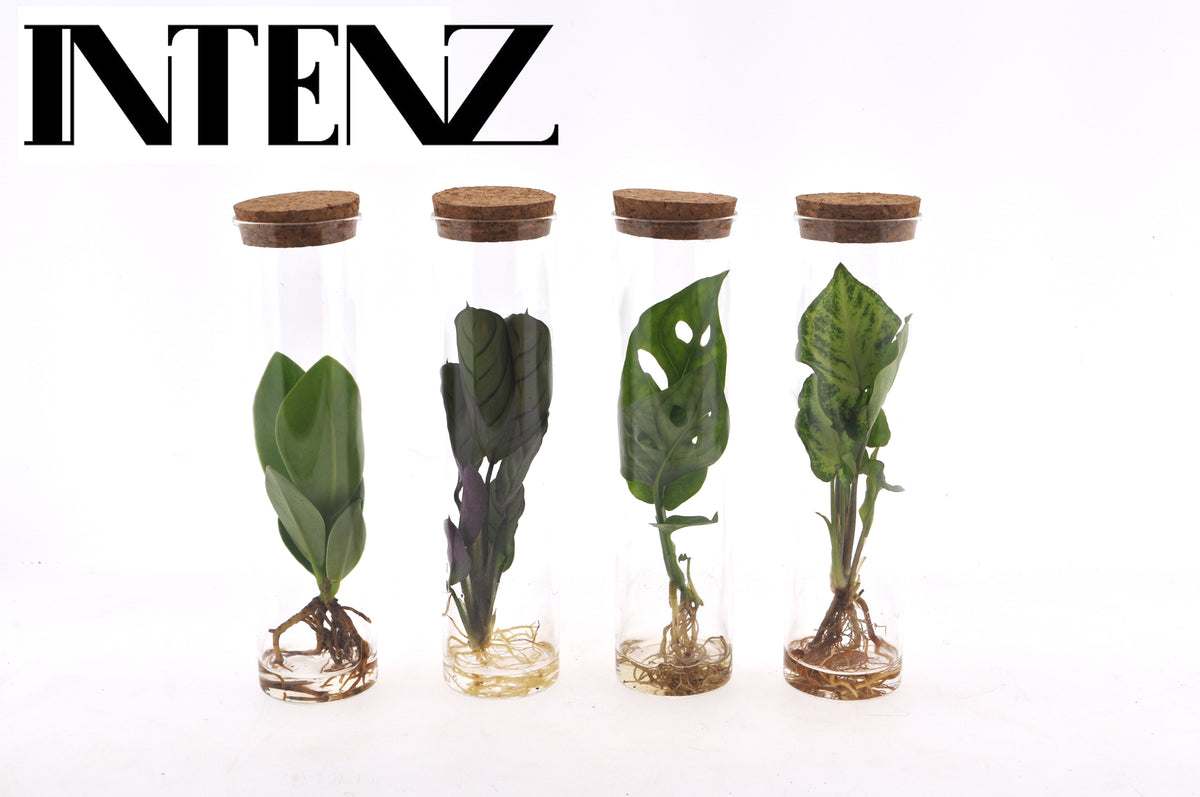 Foliage houseplants mix 15cm 7cm Pot