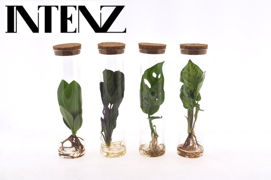 Foliage houseplants mix 15cm 7cm Pot