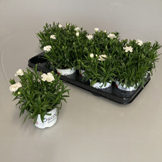 Dianthus Oscar white 20cm 510cm Pot