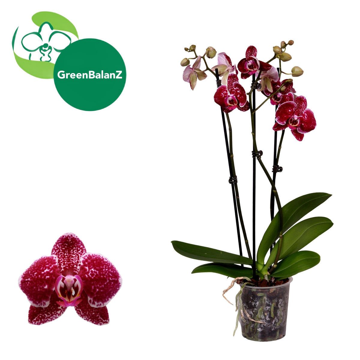 Phalaenopsis Eduction 55cm 12cm Pot