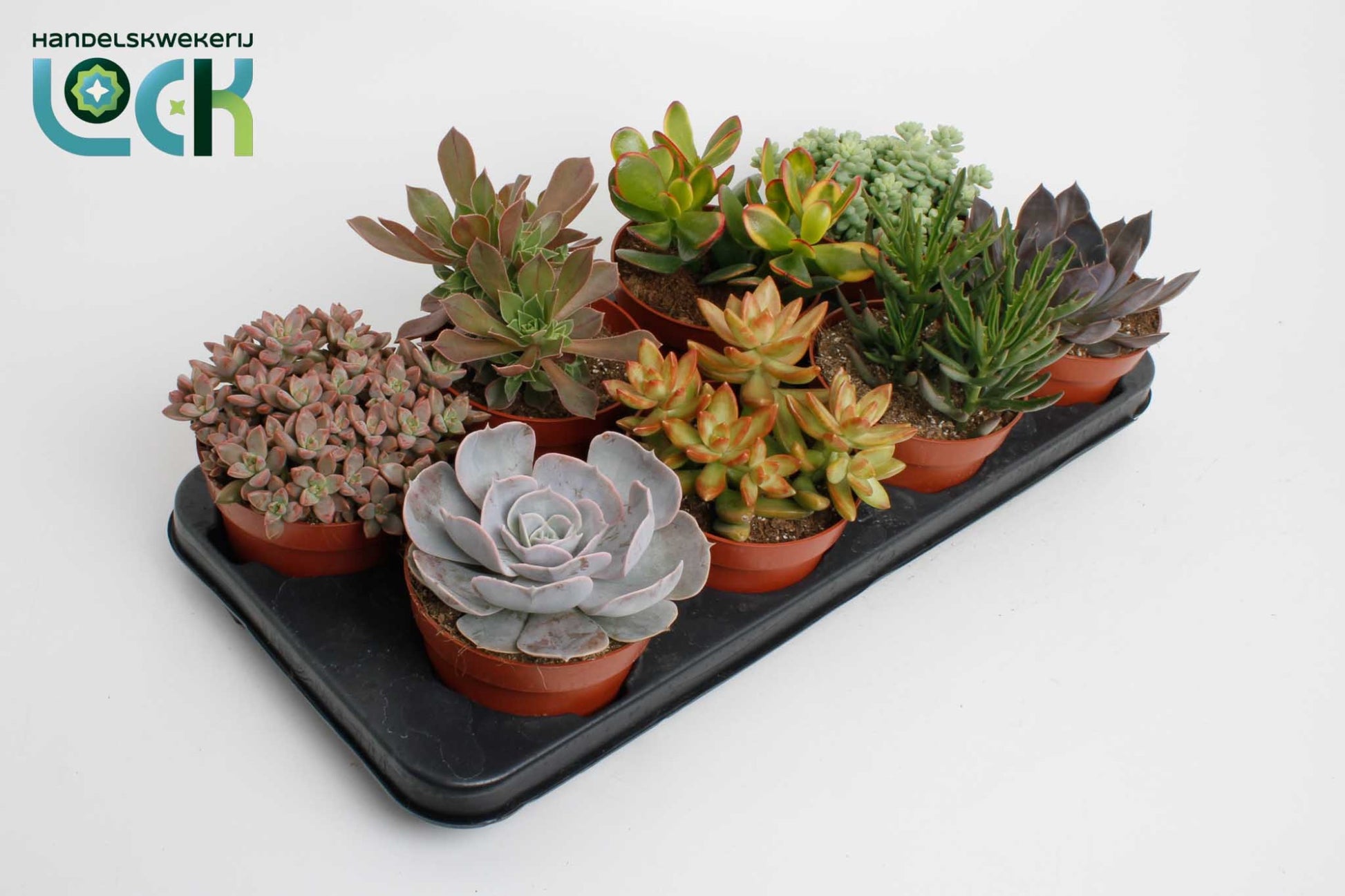 Succulent mix 15cm 12cm Pot
