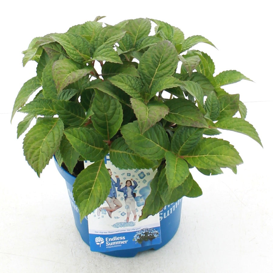 Hydrangea Endless Summer 35cm 20cm Pot