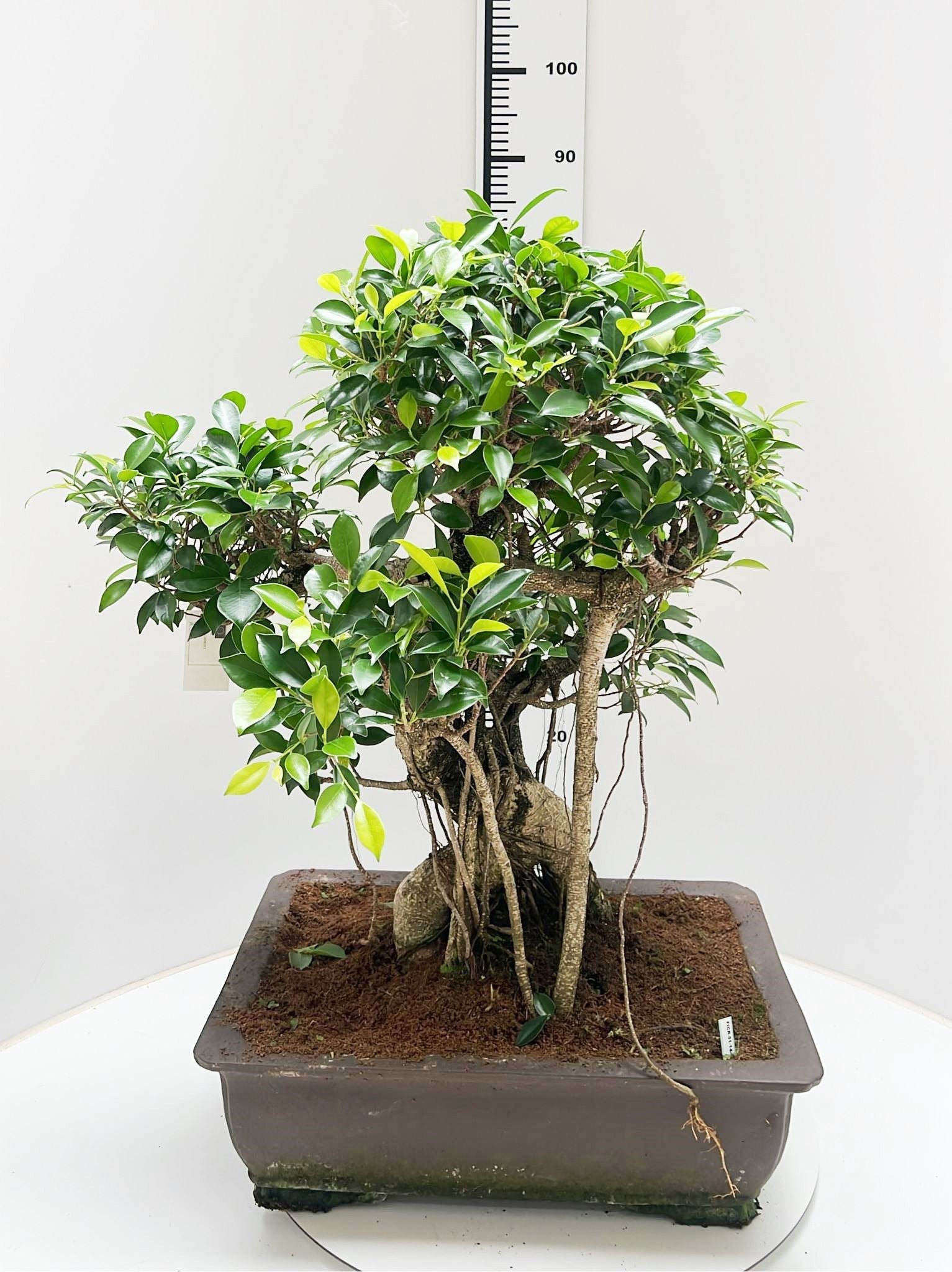 Bonsai Mix 85cm 50cm Pot