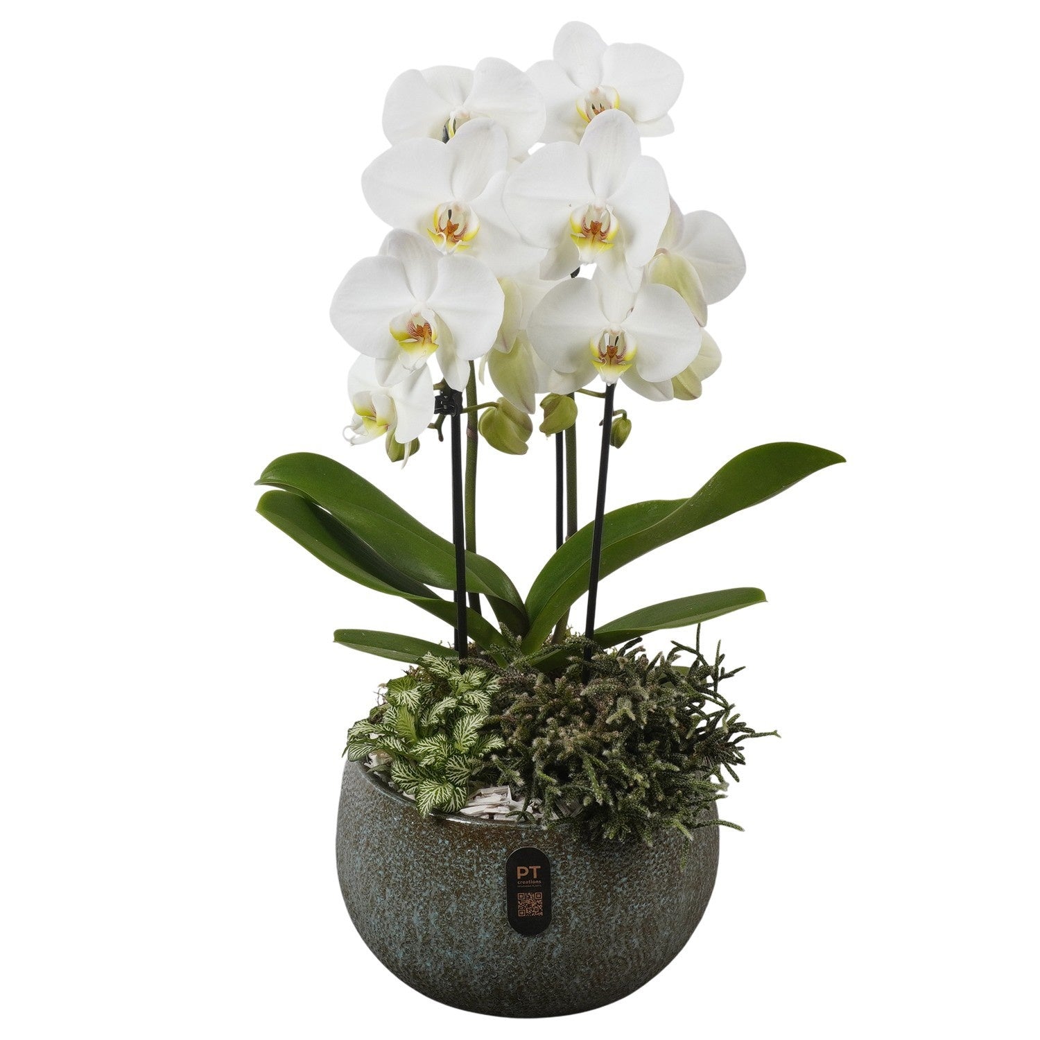 Indoor arrangement 53cm 23cm Pot