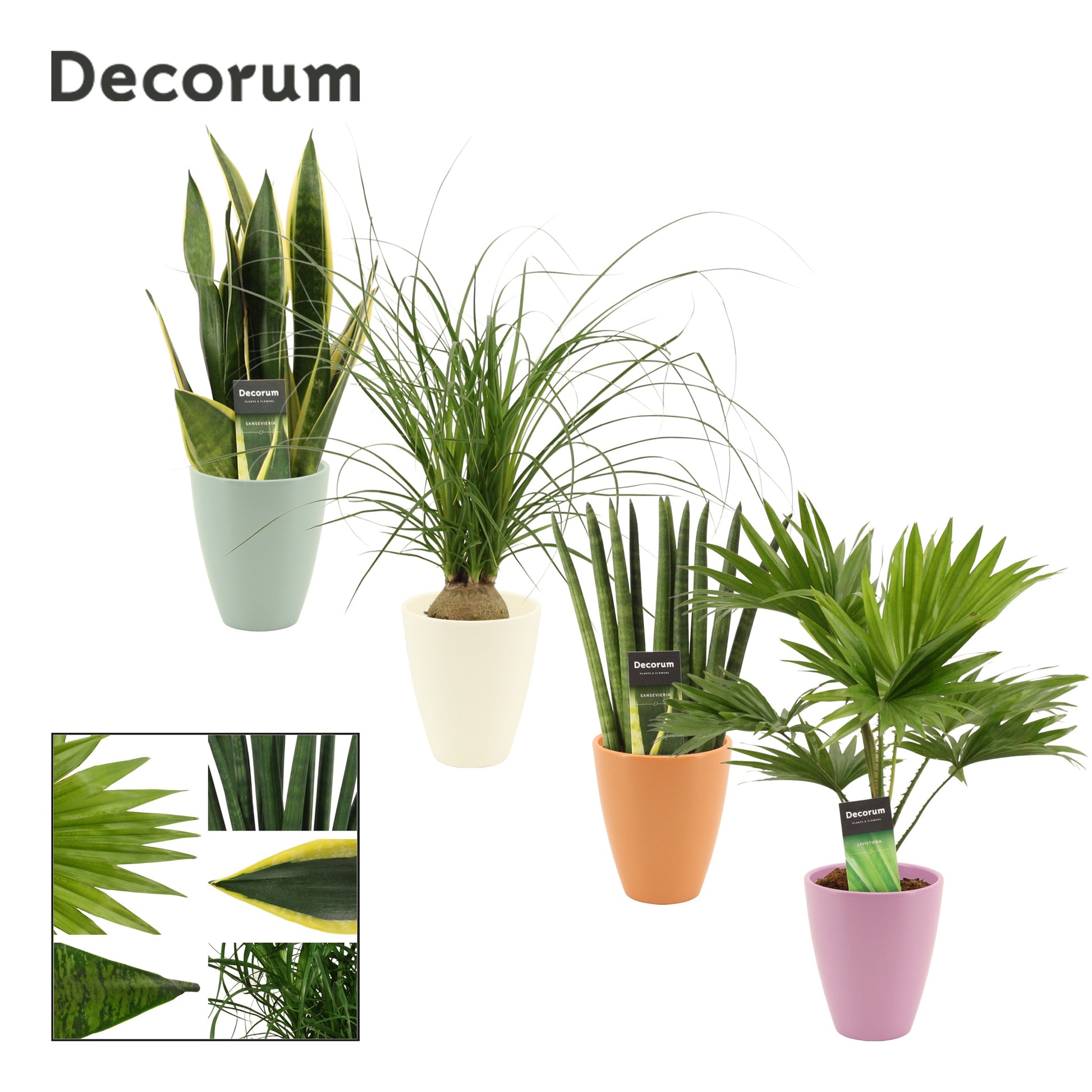 Duijn-Hove BV, kwekerij Houseplants mix (+ drp.Carly) Pack of 6