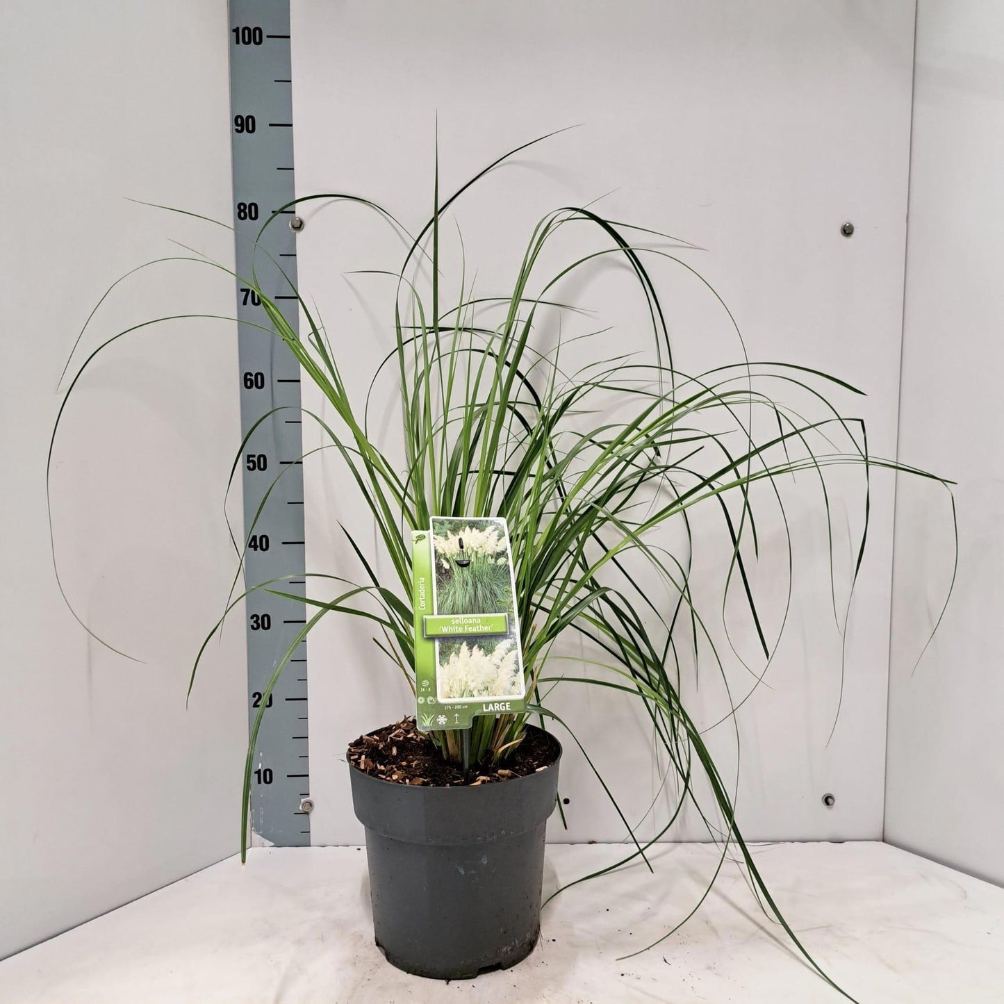 Cortaderia selloana 75cm 23cm Pot
