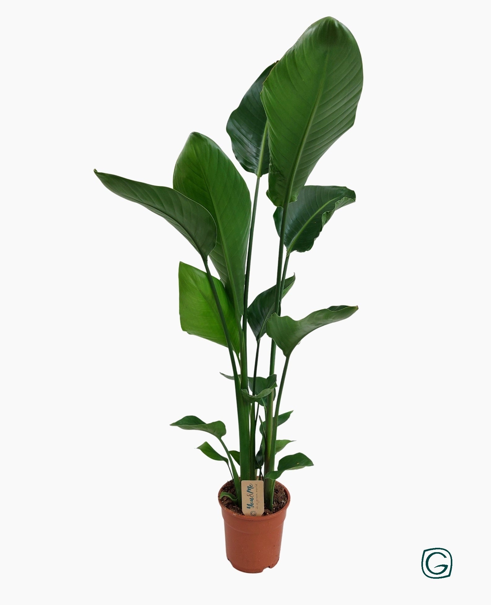 Strelitzia nicolai 100cm 17cm Pot