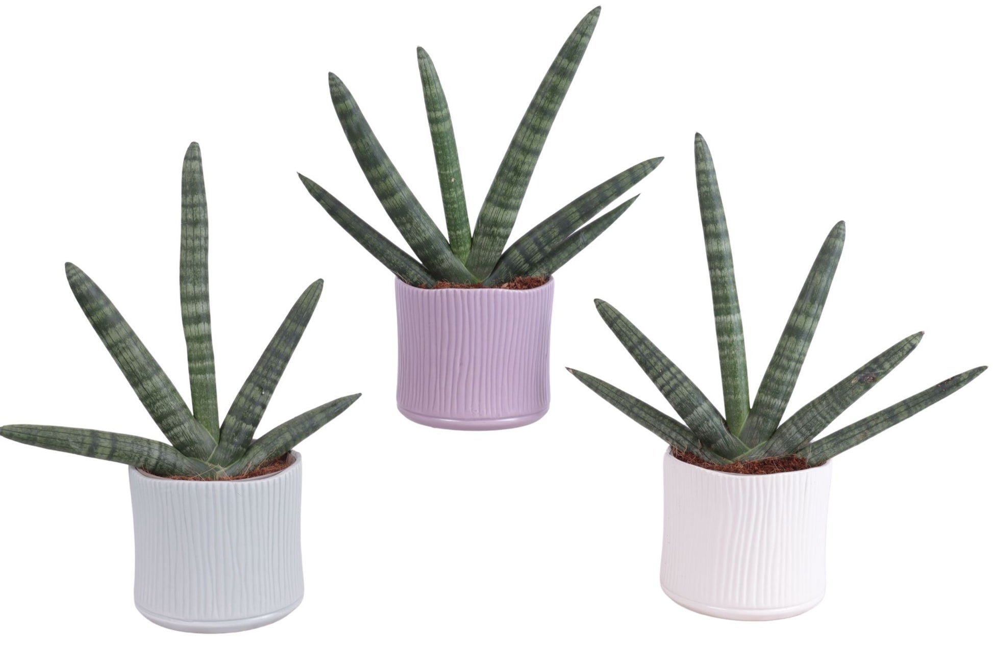 Sansevieria cyl. Handshake 45cm 13cm Pot