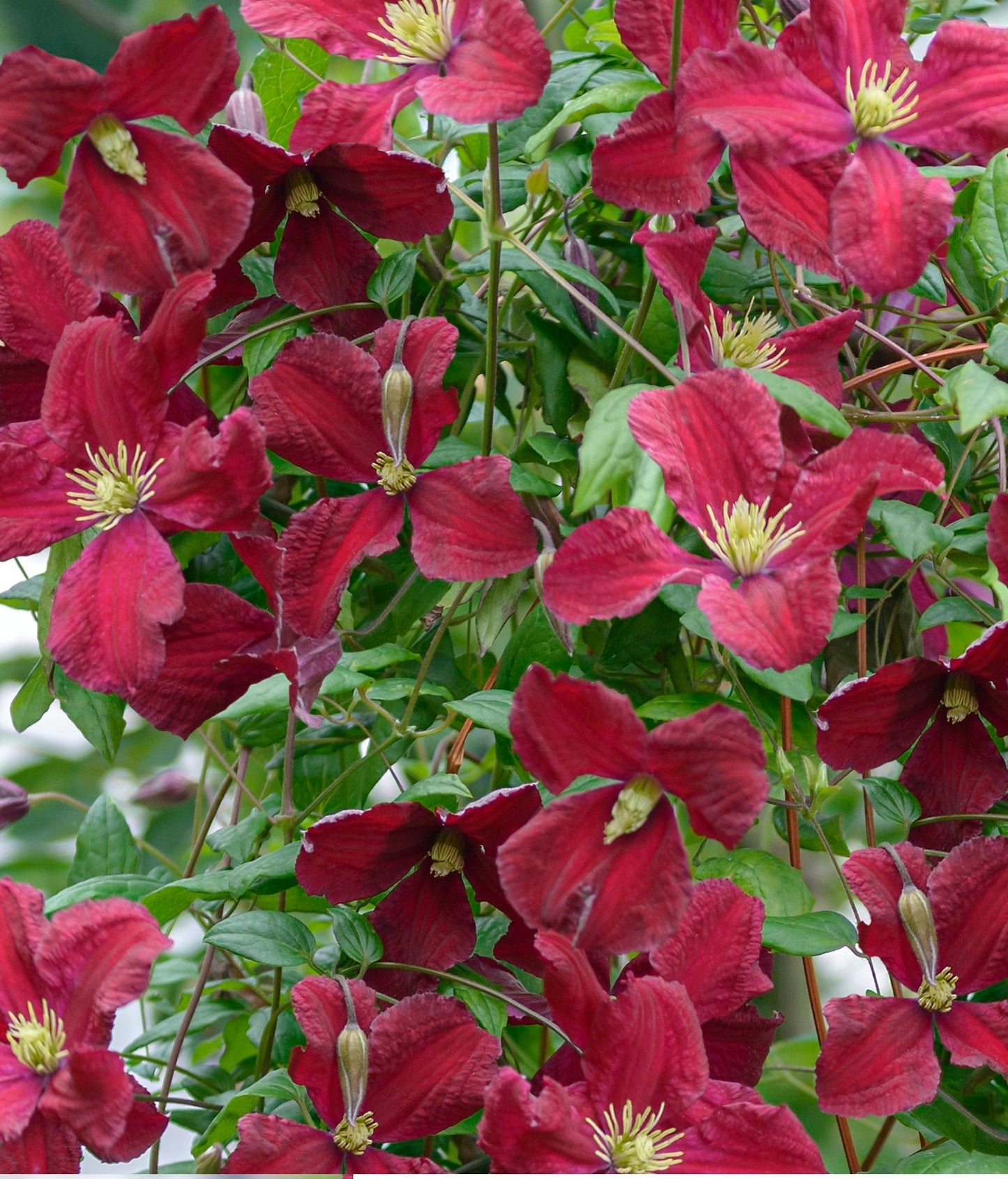 Clematis viticella 95cm 17cm Pot