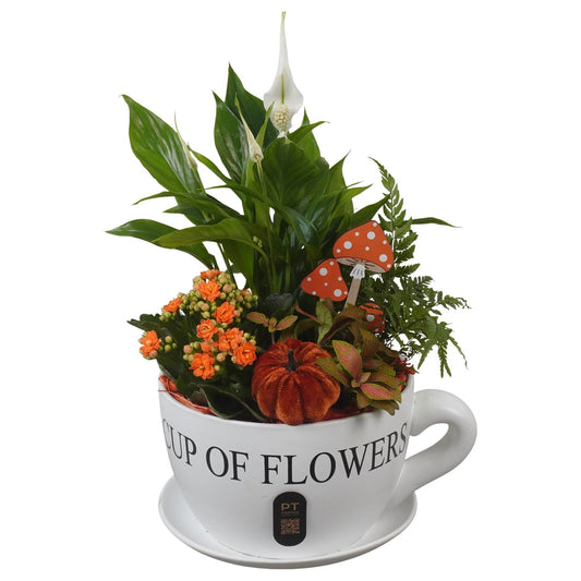 Indoor arrangement 45cm 24cm Pot