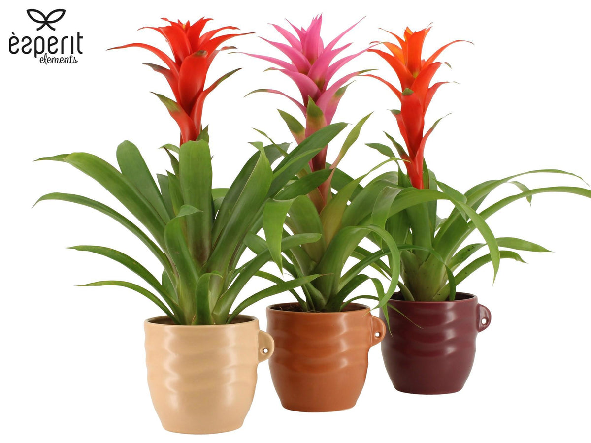 Guzmania mix 45cm 12cm Pot