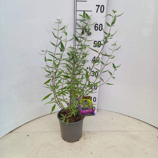 Caryopteris cla. Heavenly Blue 65cm 17cm Pot