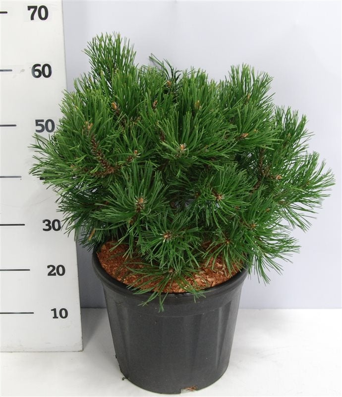 Pinus mugo Gnom 65cm 32cm Pot
