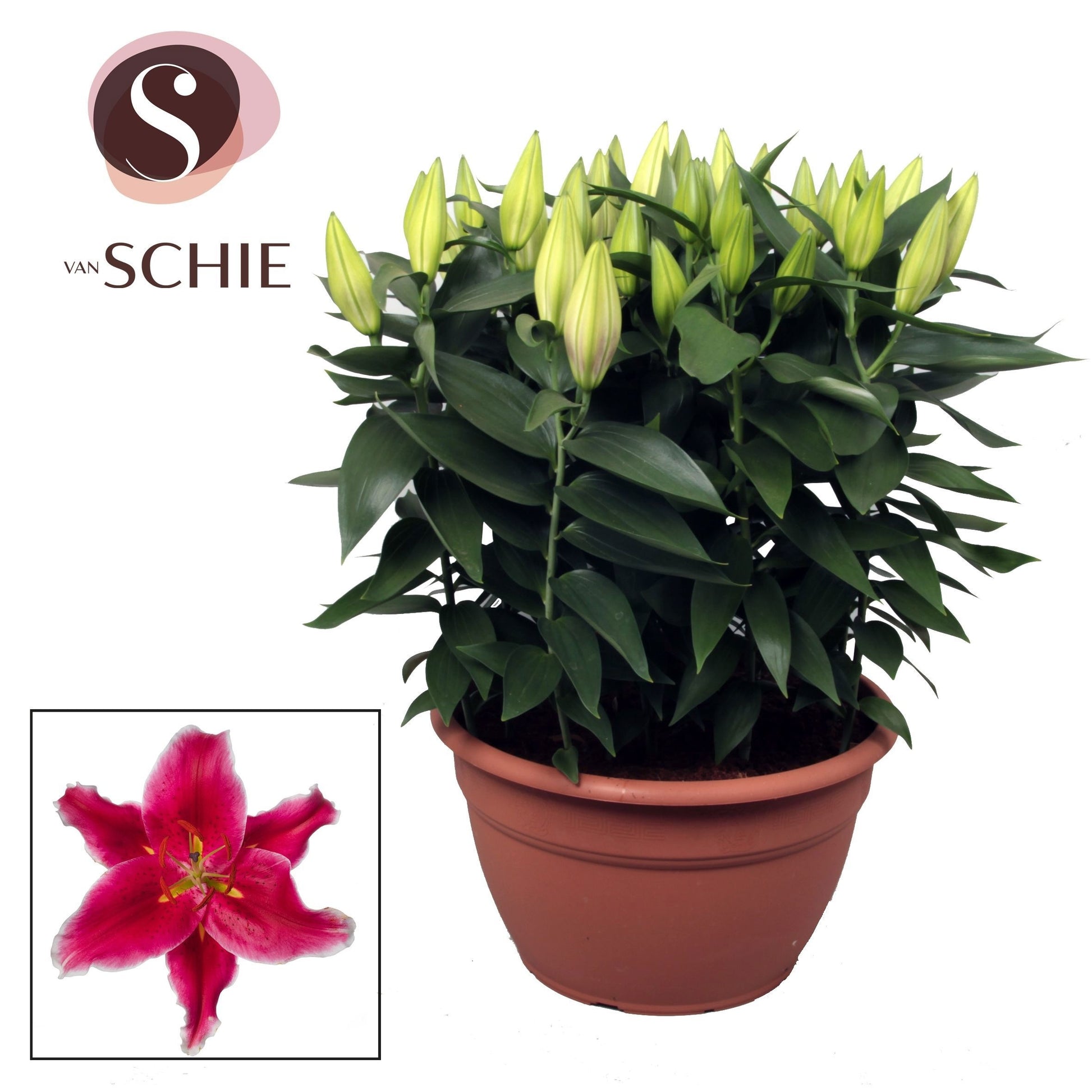 Lilium oriental mix 50cm 35cm Pot