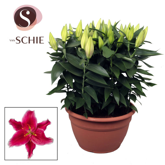 Lilium oriental mix 50cm 35cm Pot
