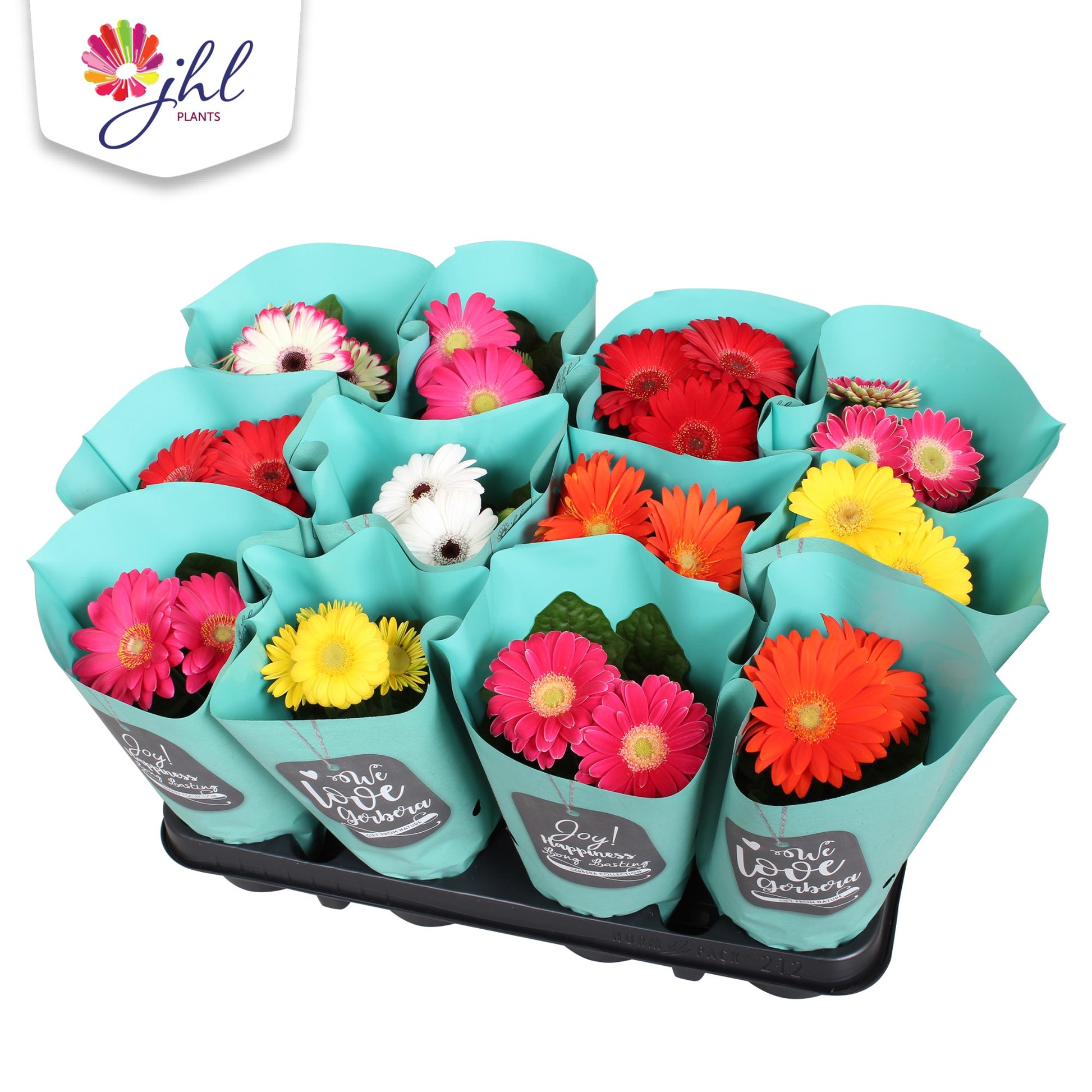 Gerbera Colourgame mix 22cm 9cm Pot