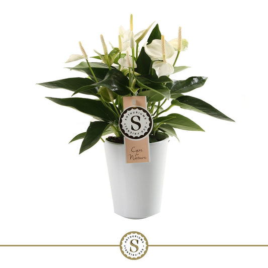 Anthurium White Champion 30cm 9cm Pot