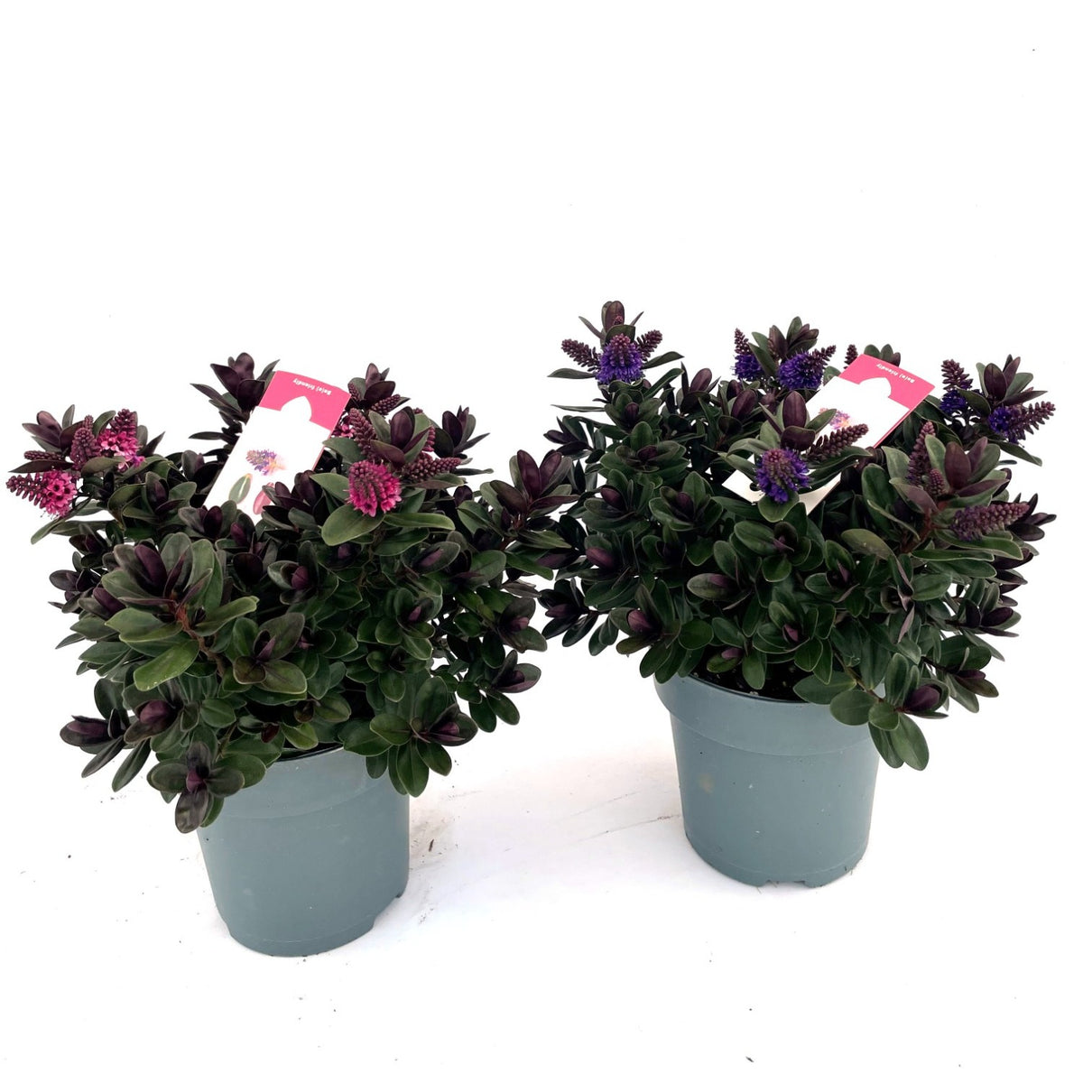 Hebe Addenda mix 35cm 15cm Pot