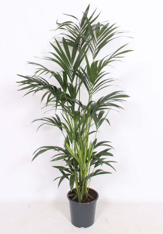 Howea forsteriana 150cm 27cm Pot