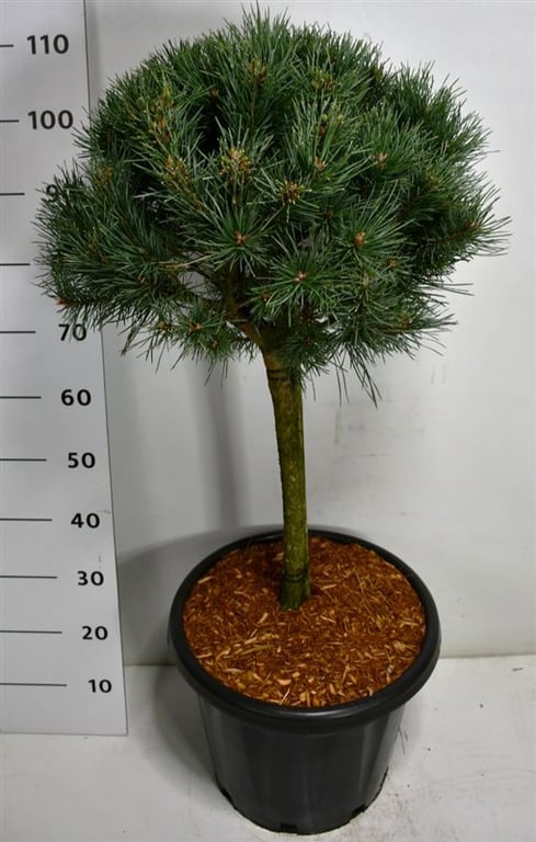 Pinus sylvestris Watereri 120cm 38cm Pot