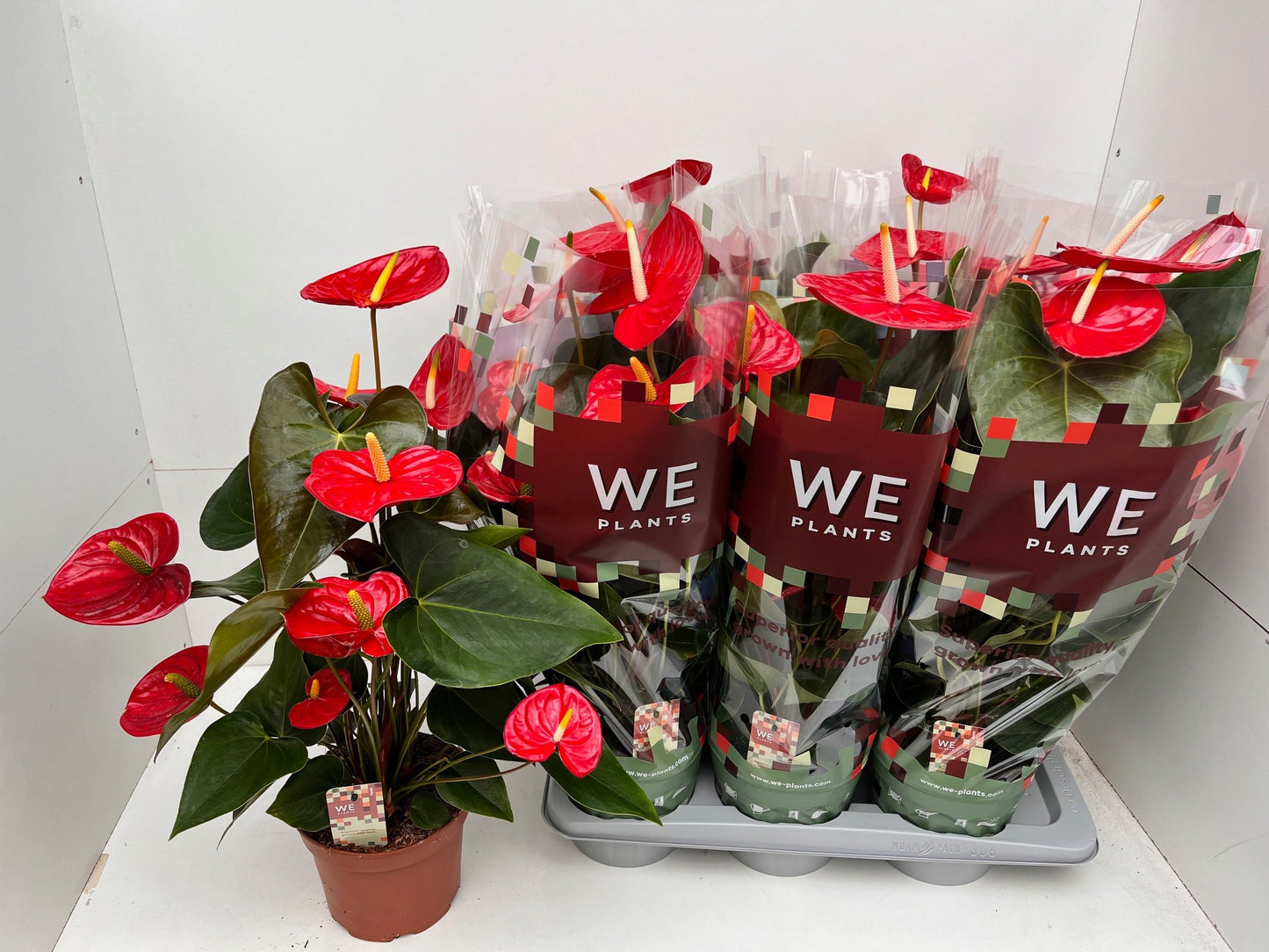 Anthurium Idaho 60cm 17cm Pot