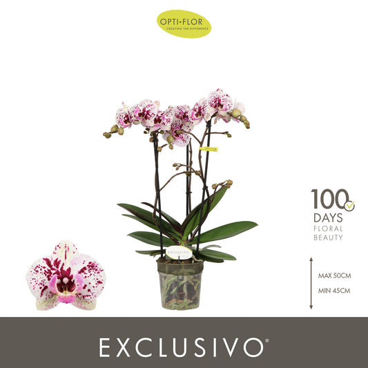 Phalaenopsis mix 45cm 12cm Pot