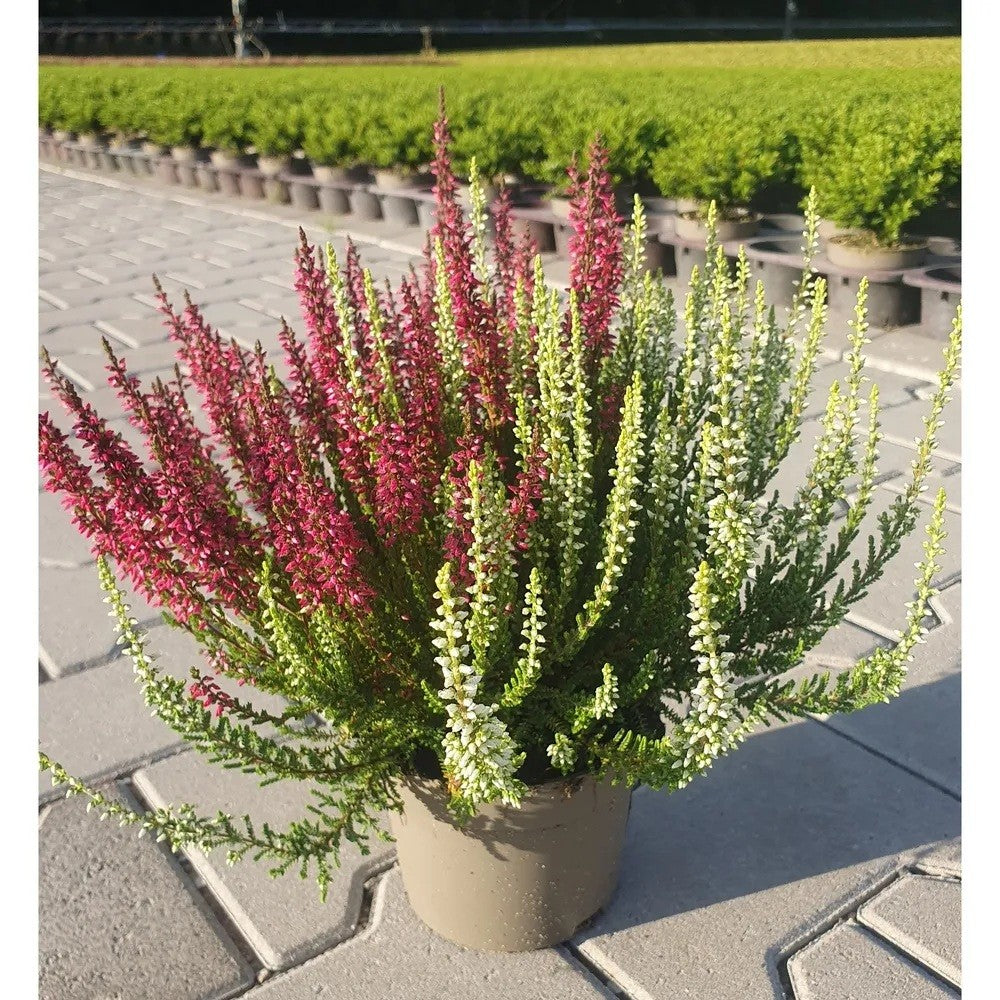 Calluna Garden Girls twin 20cm 512cm Pot