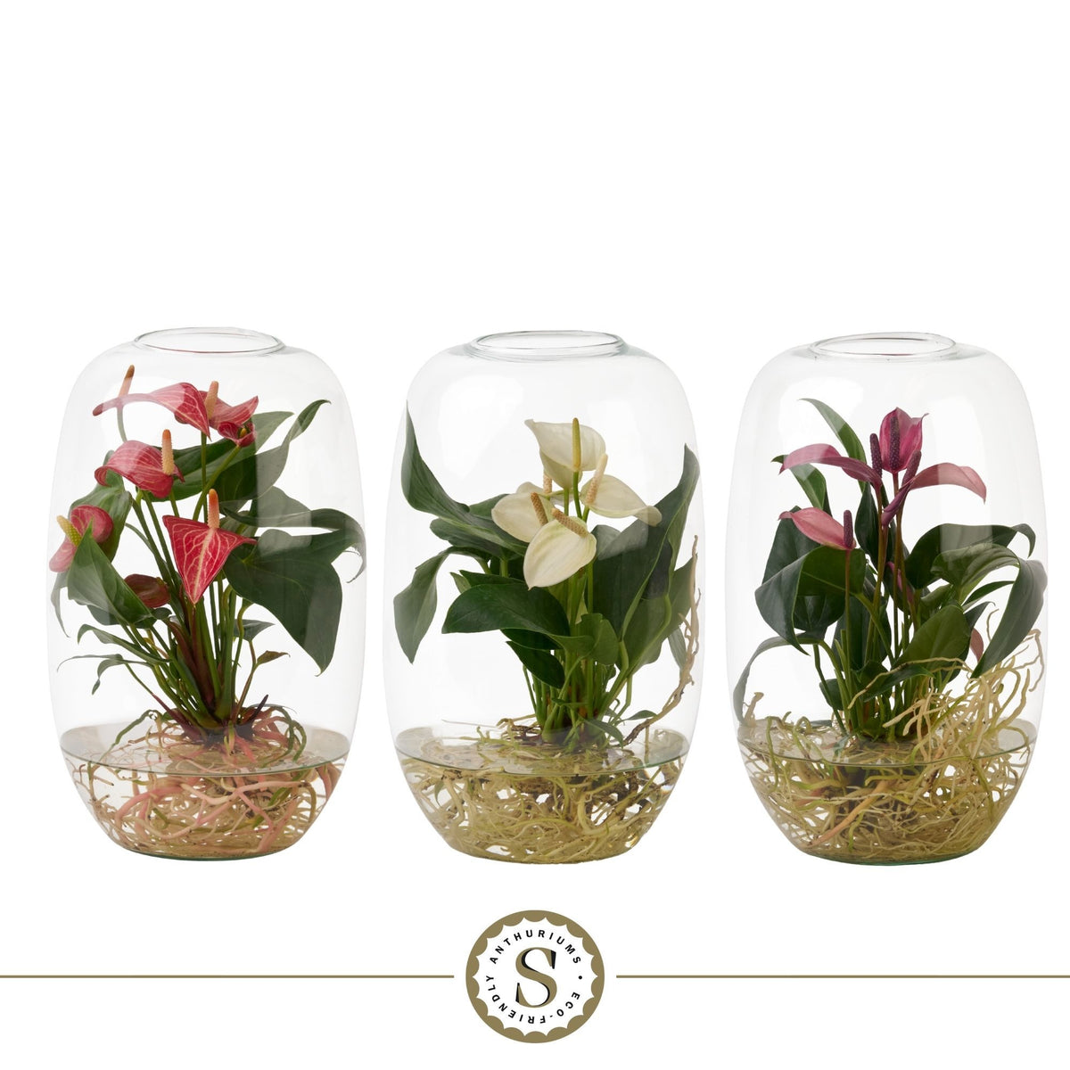 Anthurium mix 40cm 12cm Pot