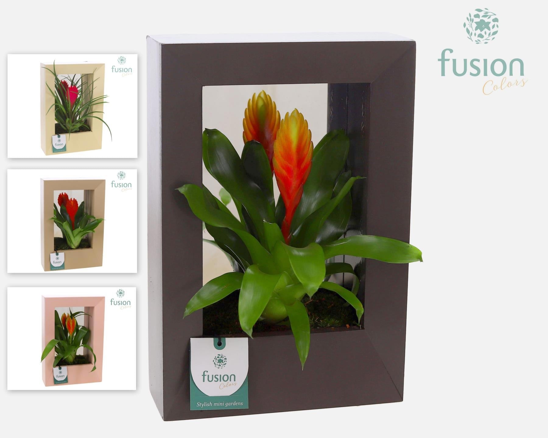 arr. Bromelia 29cm 20cm Pot