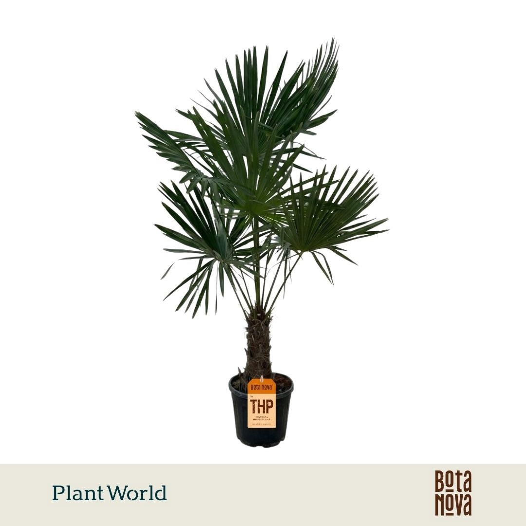 Trachycarpus fortunei 190cm 38cm Pot