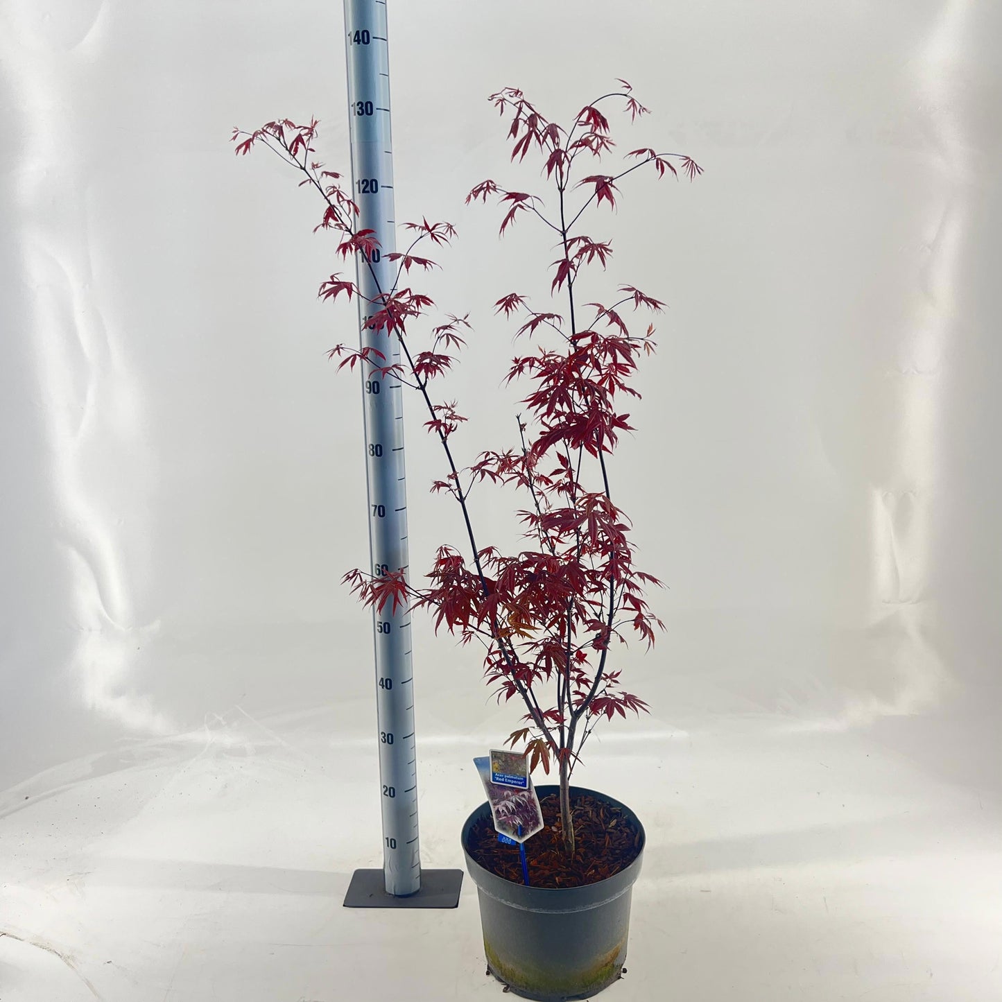 Acer Red Emperor 110cm 29cm Pot