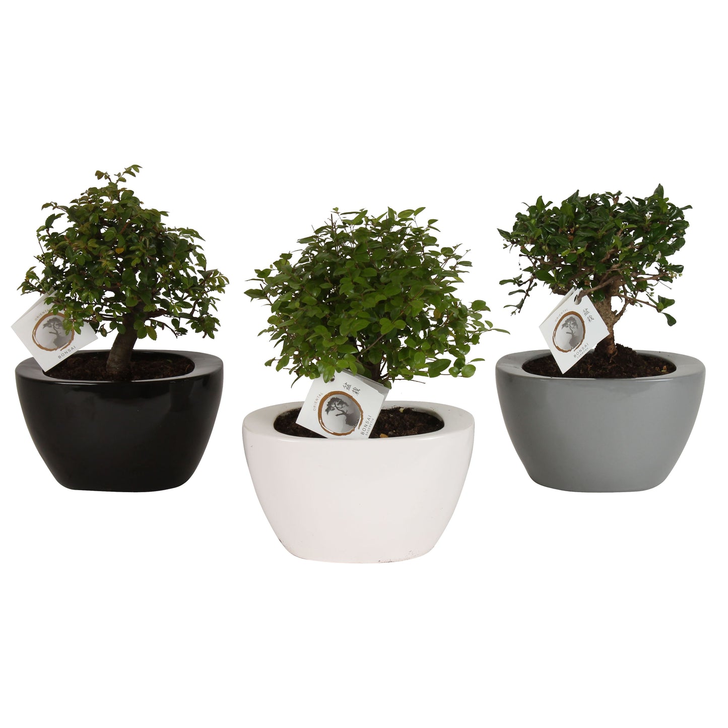 Bonsai mix 35cm 22cm Pot
