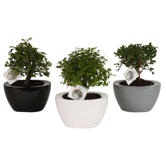 Bonsai mix 35cm 22cm Pot