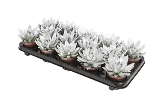 Echeveria Silver Pearl 11cm 8.5cm Pot
