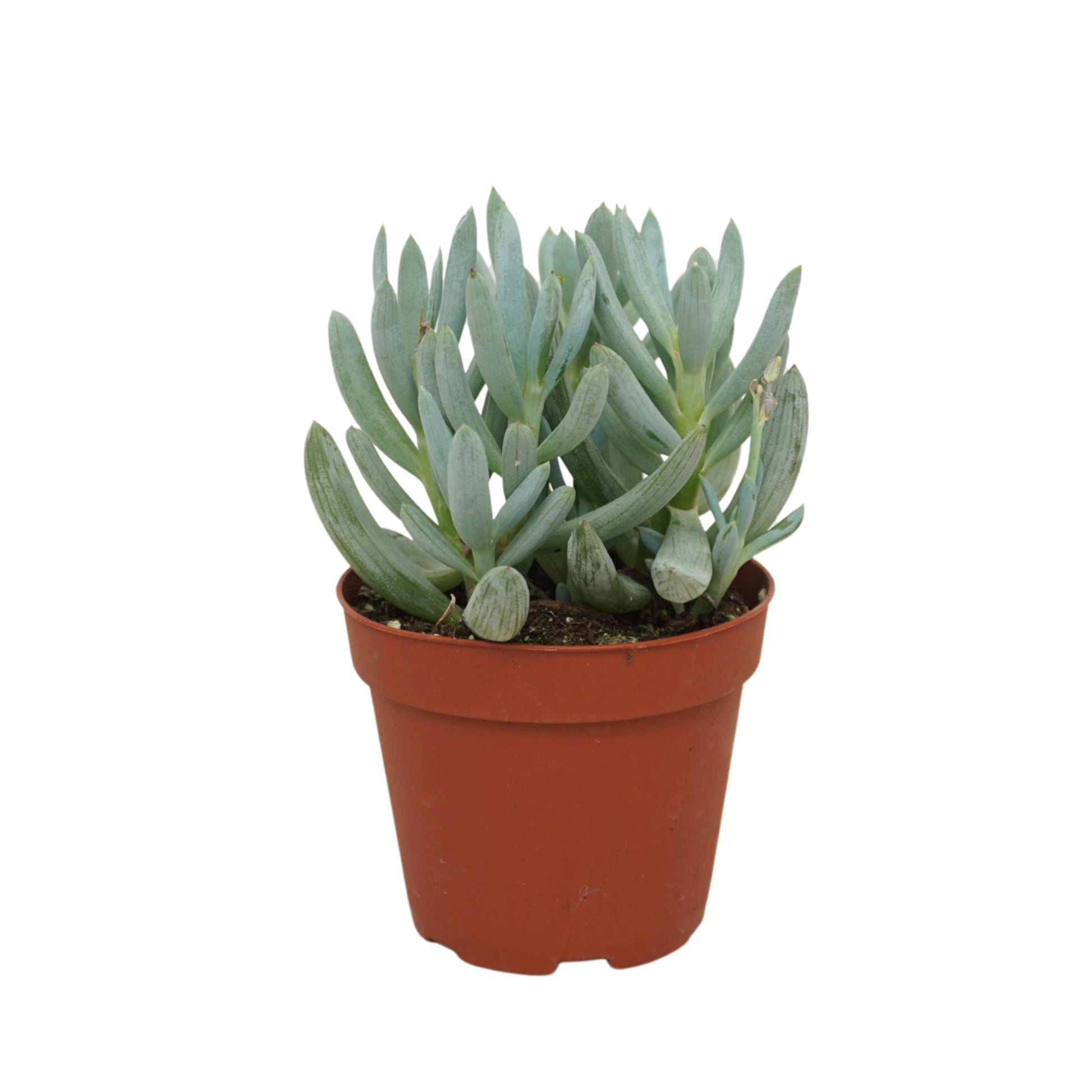 Ubink BV, hkw. Senecio kleinia Pack of 12