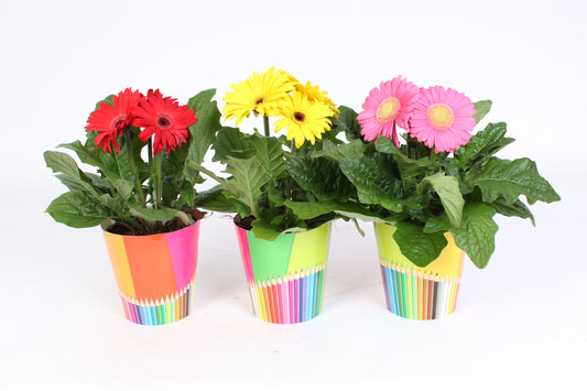 Gerbera mix 20cm 12cm Pot