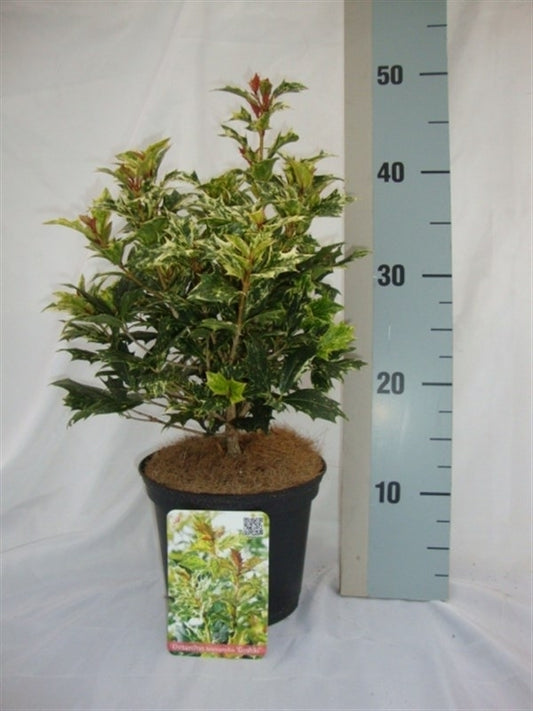 Roessel Tuinpl. VOF, B. v. Osmanthus Goshiki Pack of 6